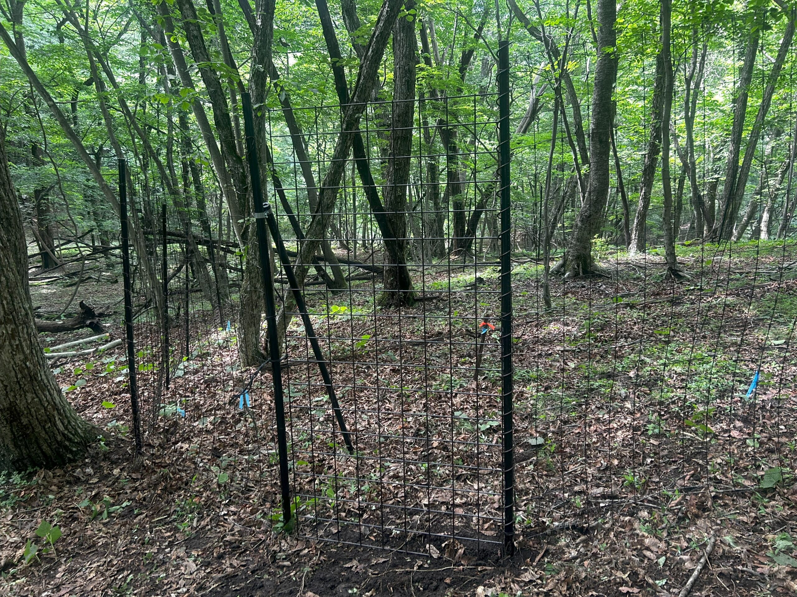 公園・山林で景観を維持×食害防止